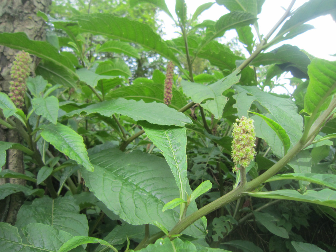 陆生木本植物图片