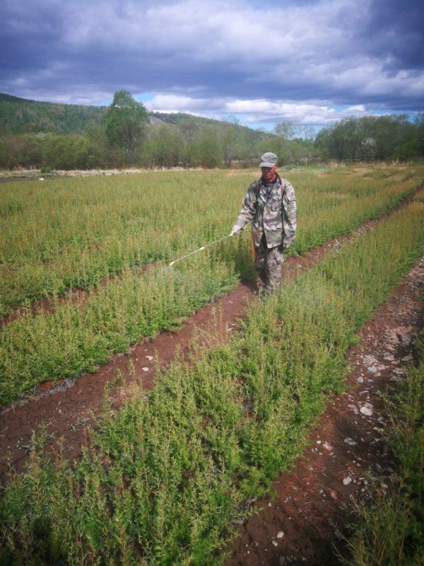 呼中区森林兴业苗圃为营林生产提供优质苗木