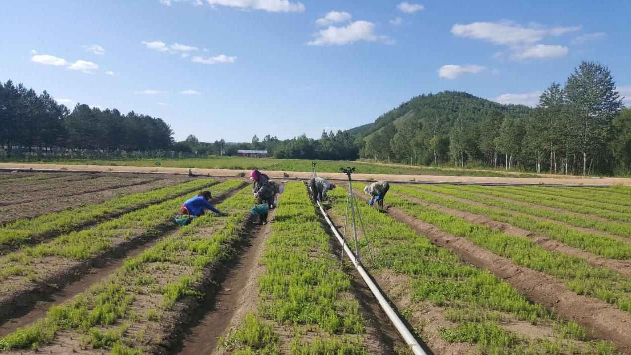 松岭林业局中心苗圃持续进行人工除草工作