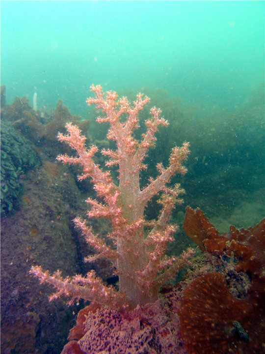 評估熱帶海域環境汙染的指標生物——珊瑚