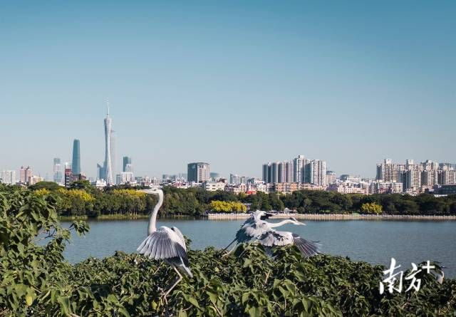 海珠湿地公园观鸟图片