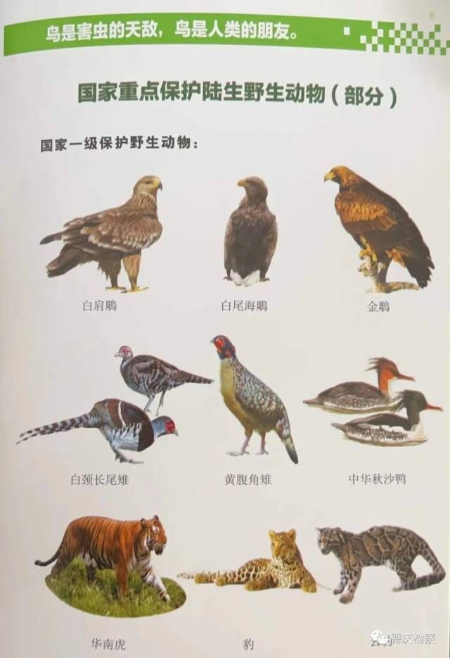 中国十大保护动物图片