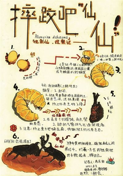 神奇昆虫在哪里自然笔记赏析