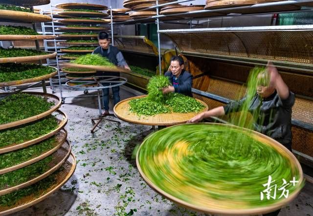 岭南清明采茶忙一片茶叶的24小时之旅视界