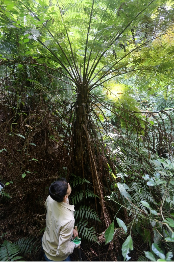 省龍眼洞林場調查記錄到736種野生維管束植物