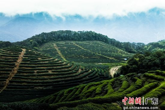 梅州兴宁林业
