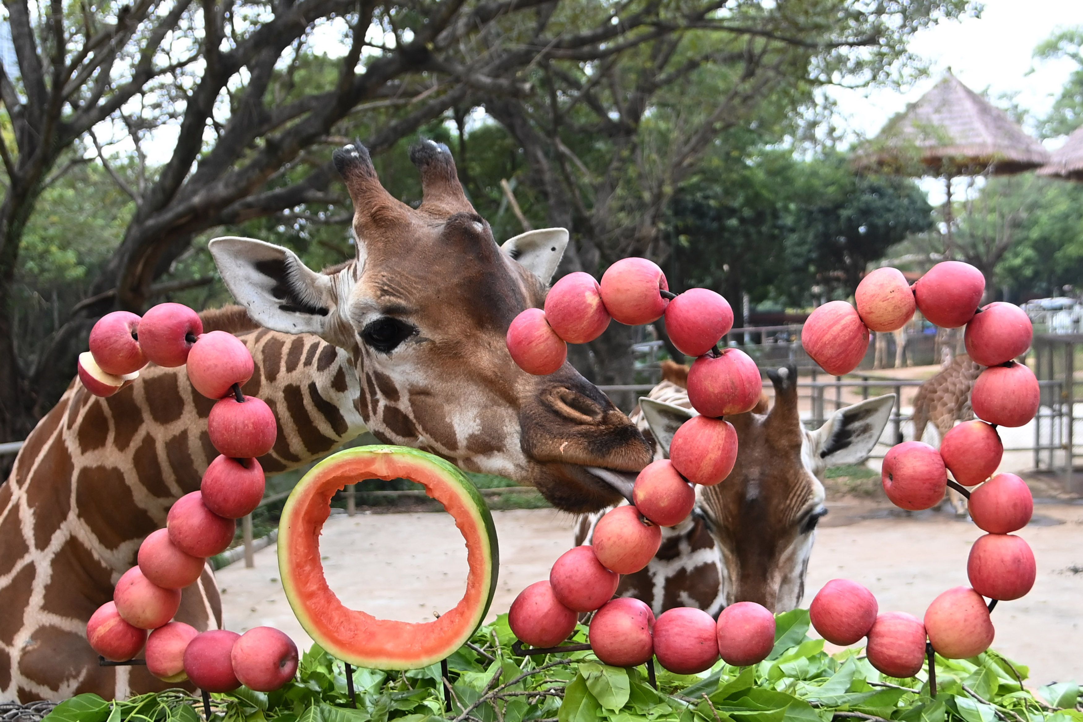 深圳野生動物園動物享用2023年新年大餐