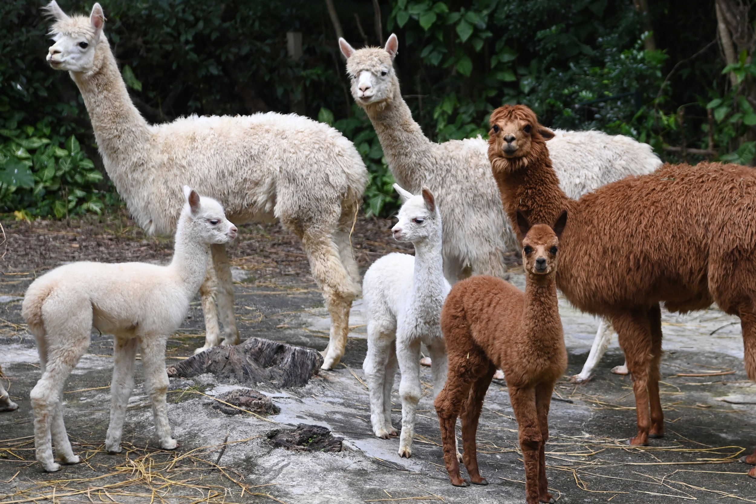 深圳野生动物园小羊驼家族喜添三娃