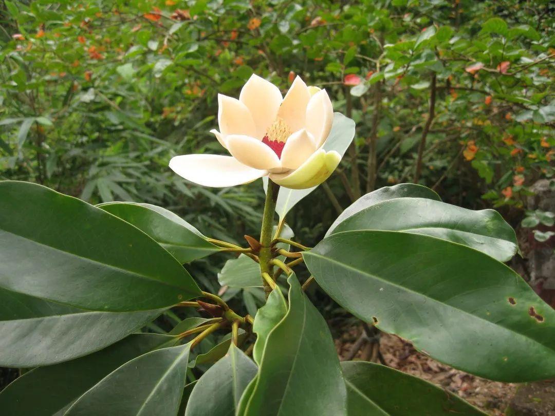 莹白如玉极危物种长梗木莲迎来开花季