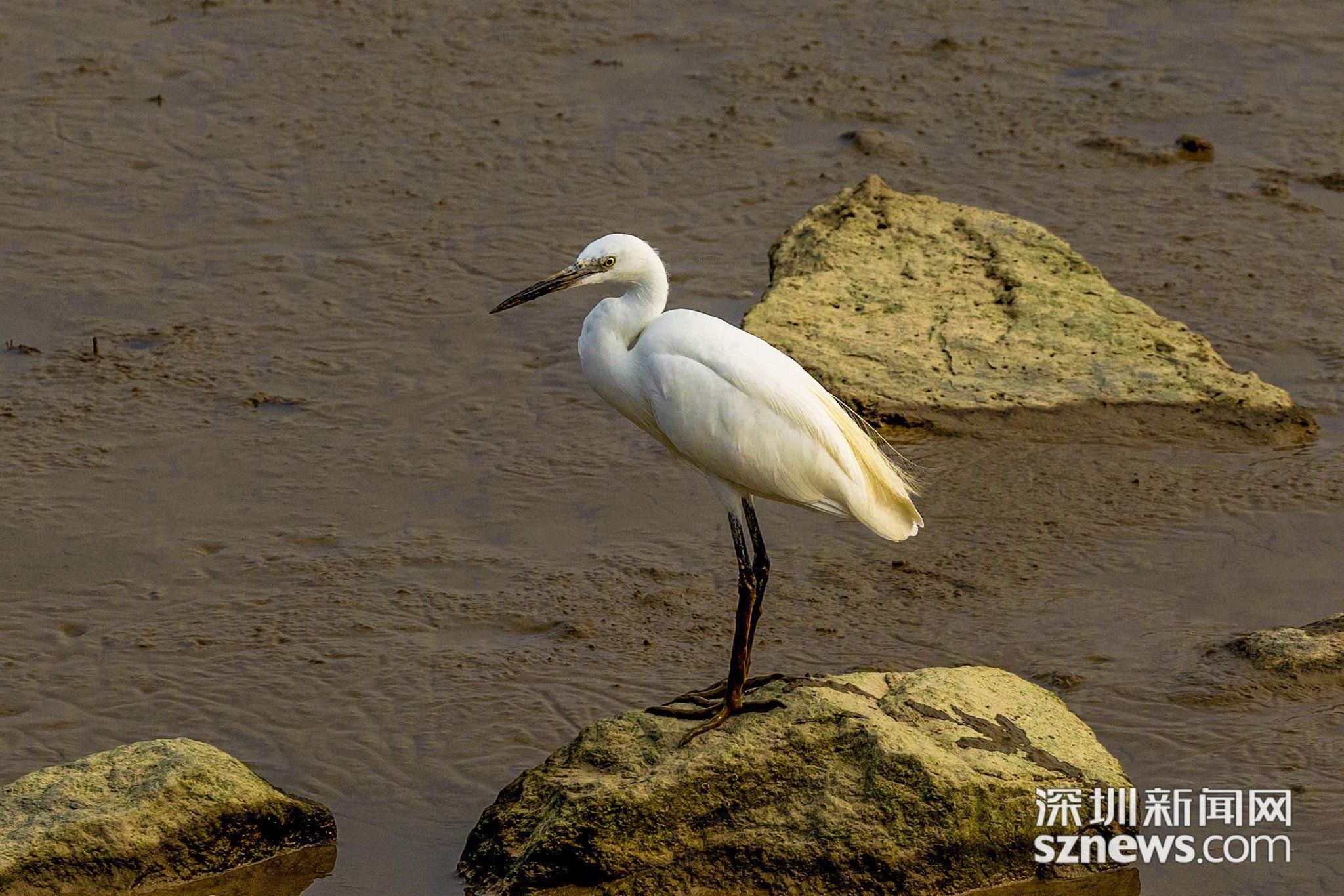 2023年10月15日下午,记者拍摄到南迁的候鸟在深圳湾公园岩石上休息