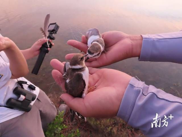 湛江織密保護網讓候鳥來得安心住得舒心