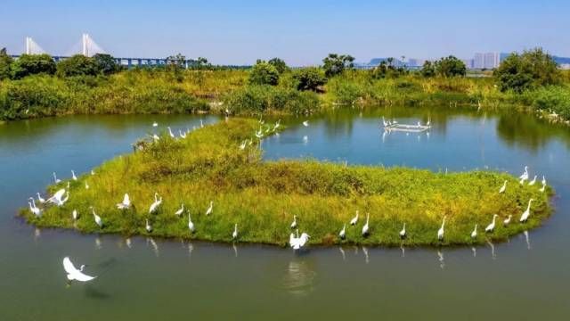 南沙湿地公园候鸟图片