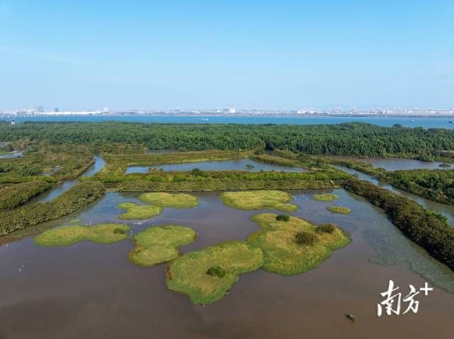 南沙湿地公园候鸟图片