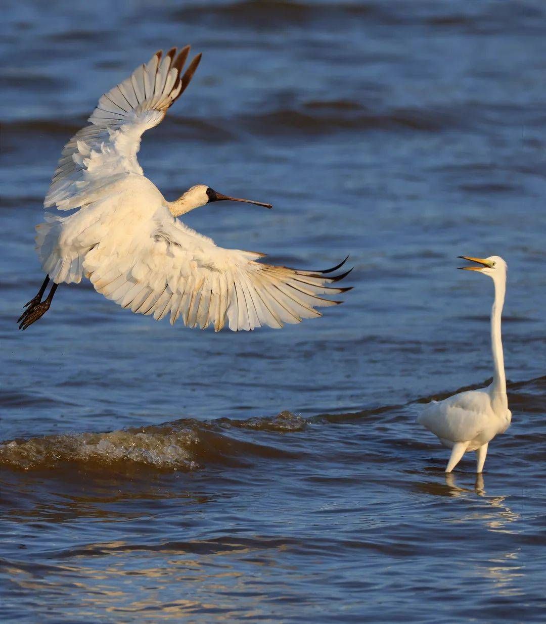 珠海拥有国家重点保护鸟类53种
