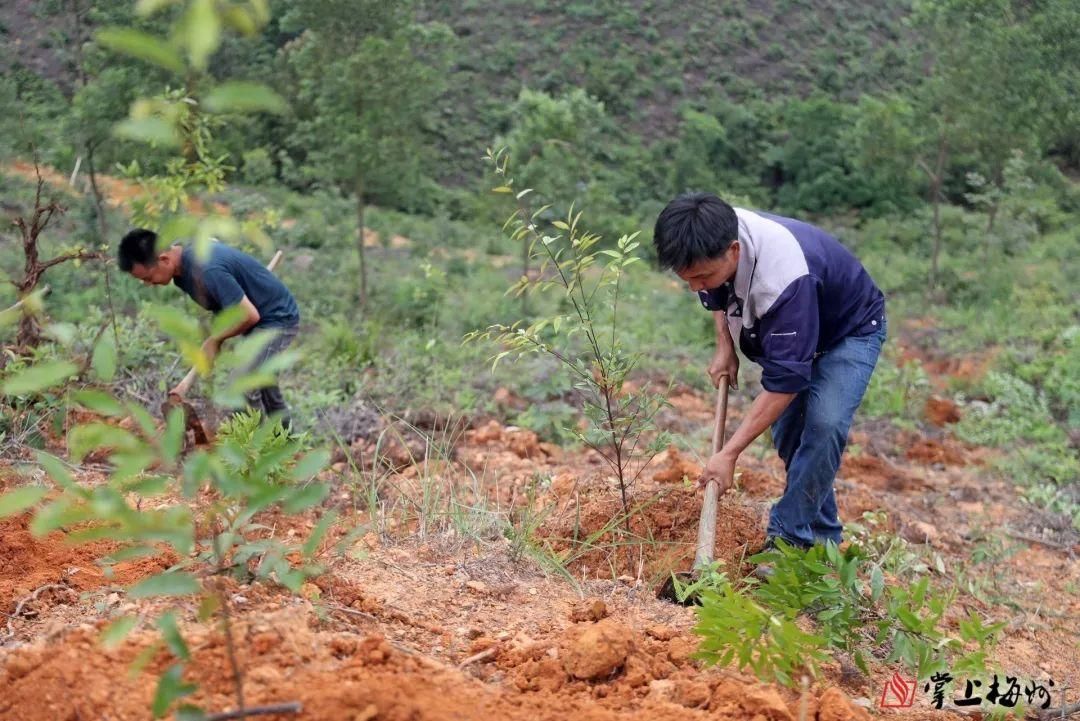 守牢生态家底 擦亮绿美底色!梅州国有林场积极探索森林可持续经营路径 - 关注森林