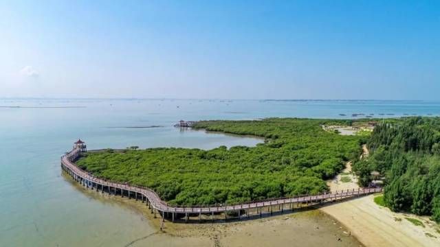 全球罕见古树群!湛江红树林面积全国地级市第一