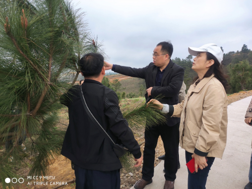 贵州省林业局领导一行到黄平县国家级马尾松良种基地调研指导工作