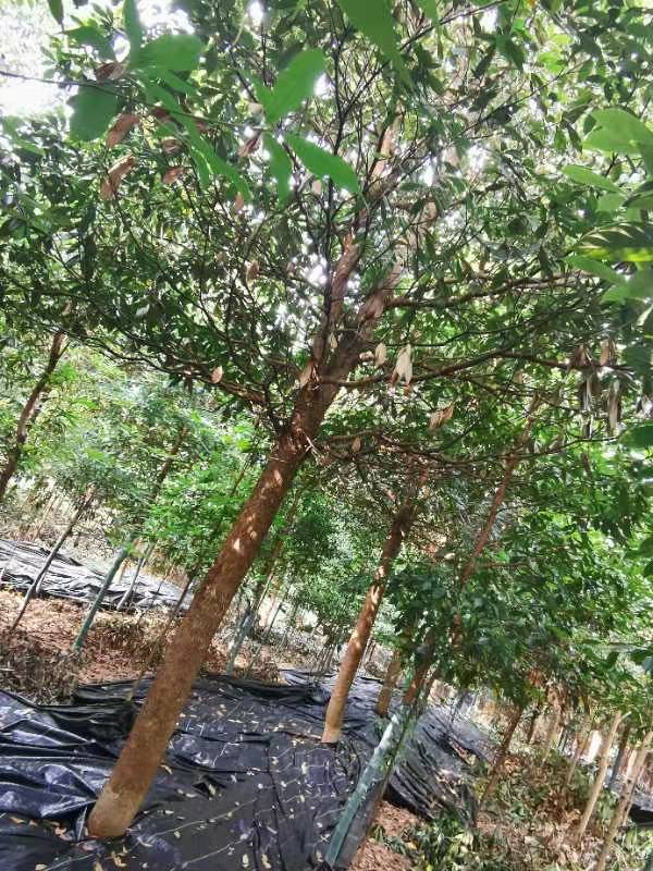 湖北省京山市金丝楠木在京山市生根开花结果