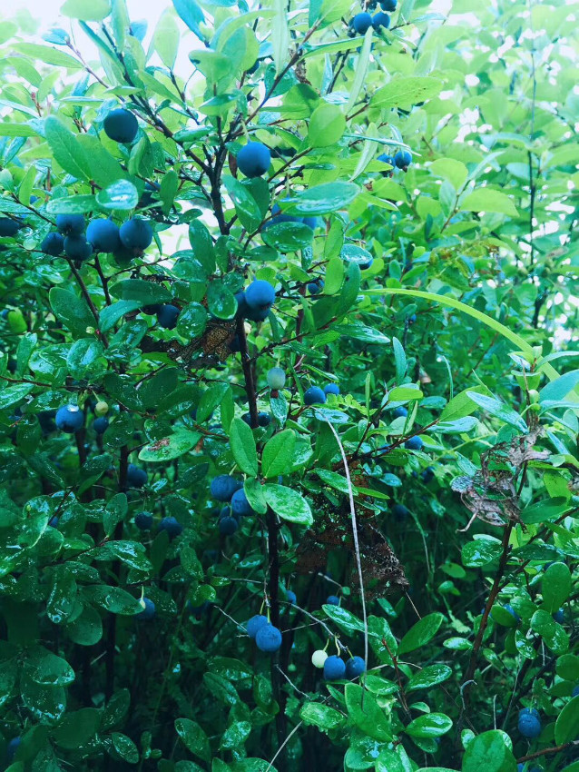 野生蓝莓树山上图片