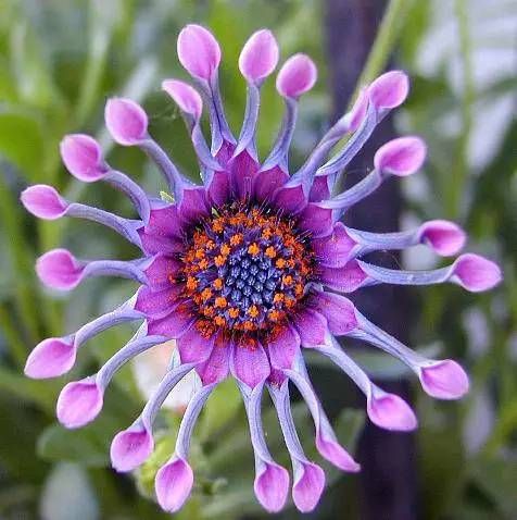 世界上最罕见的花太美啦