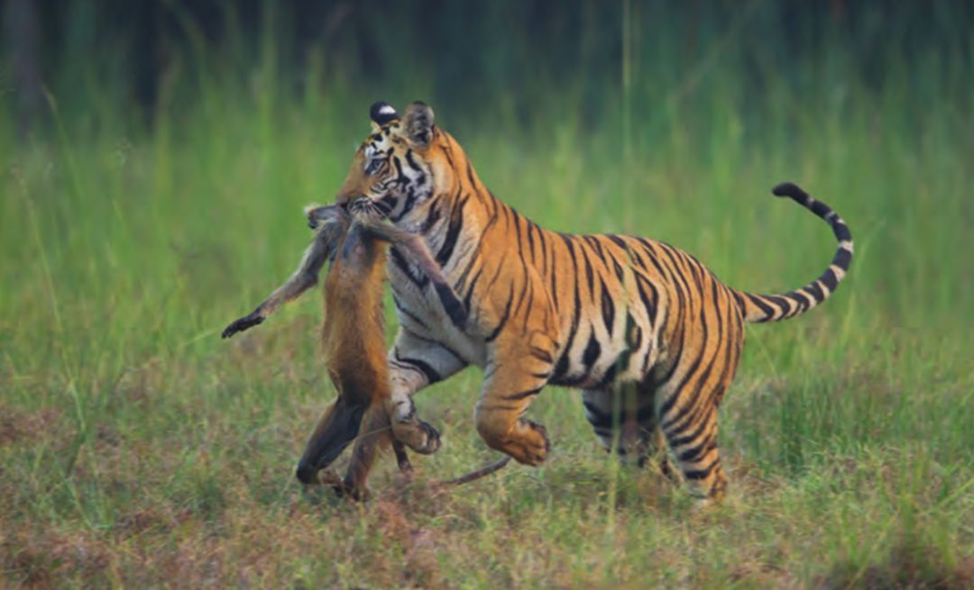 虎有时会捕食灵长类,但这不是它们的主要食物来源大约3000万年前,第