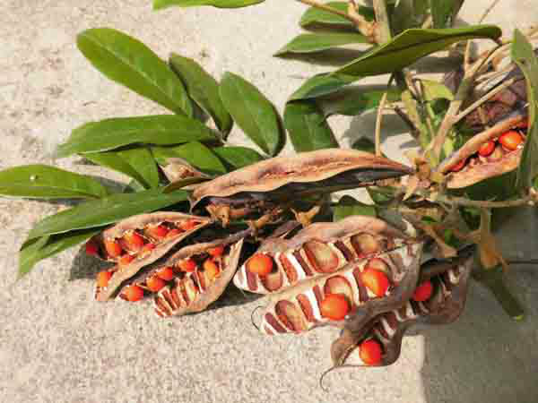 江西省全南县茅山林场发现国家二级保护树种花榈木