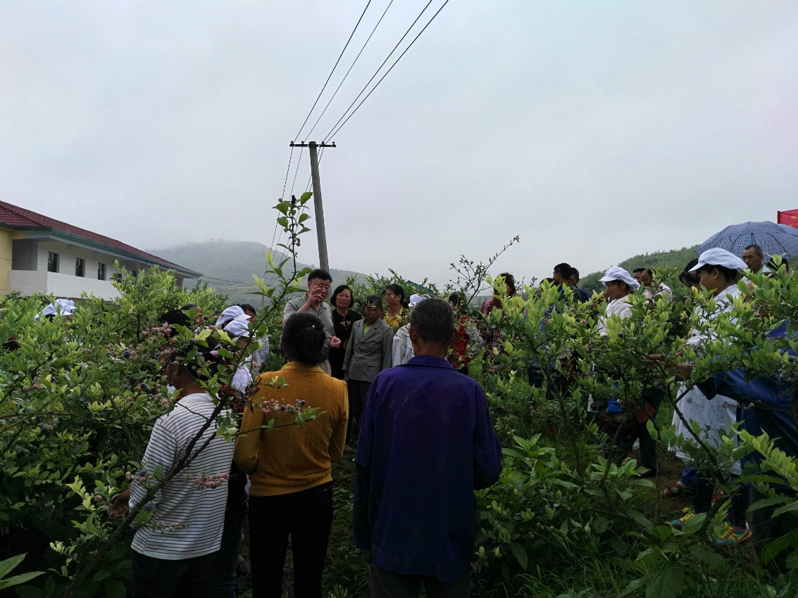 宜春市林科所在洲湖镇顺利举办蓝莓病虫害防治现场培训班