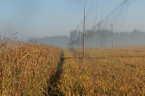 河北唐山:滦南县"清网"行动破获一起非法捕猎野生鸟类案