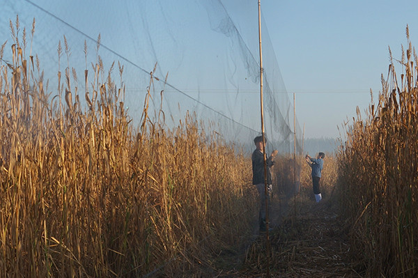河北唐山:滦南县"清网"行动破获一起非法捕猎野生鸟类案