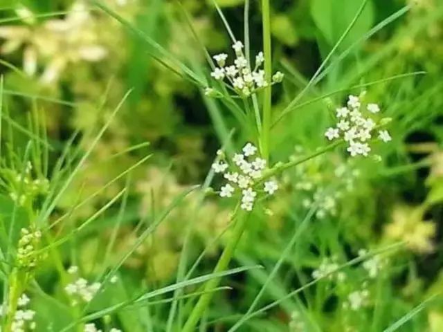 白花鬼針草 菊科.一年生直立草本.