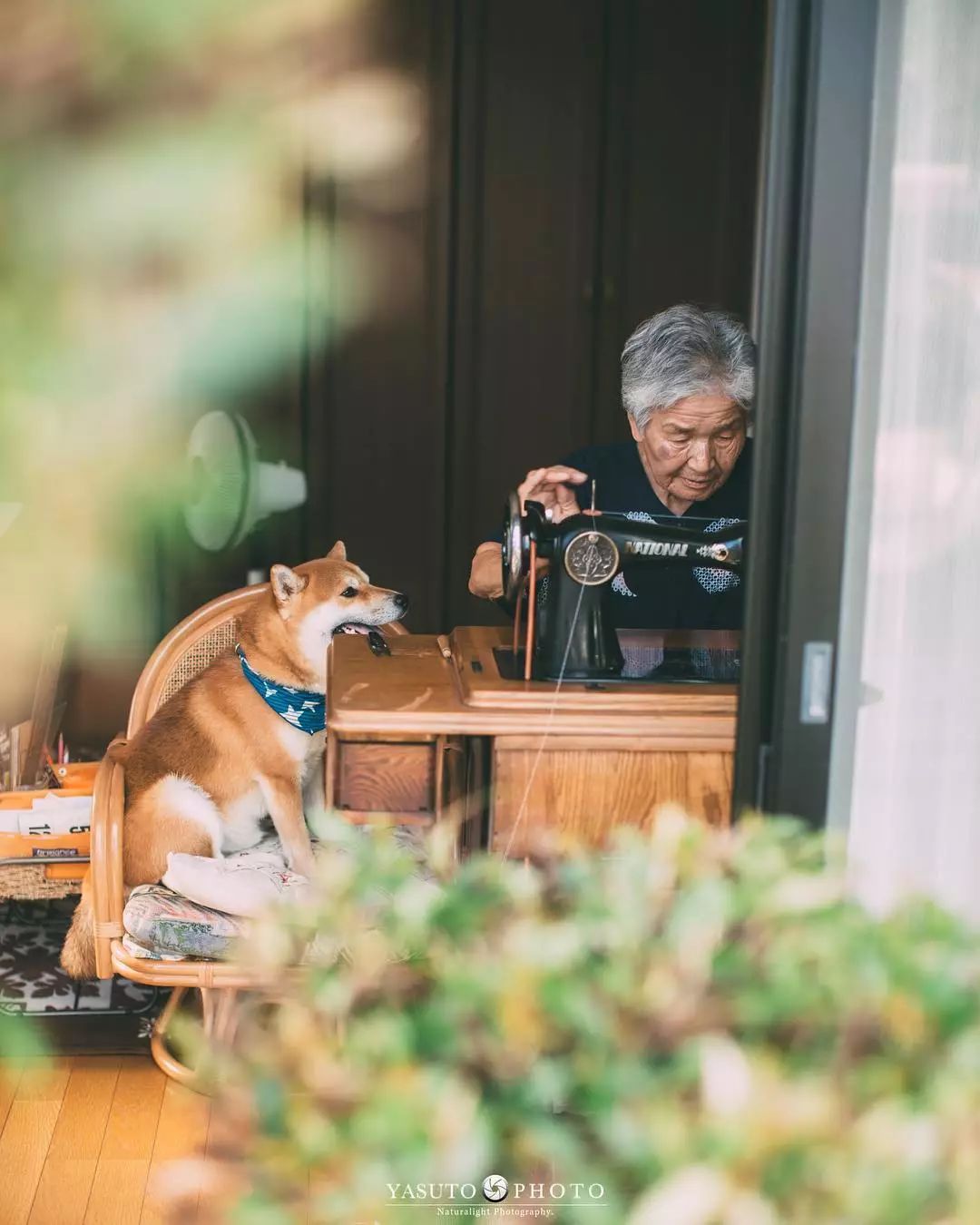 樱花树下85岁的奶奶和柴犬