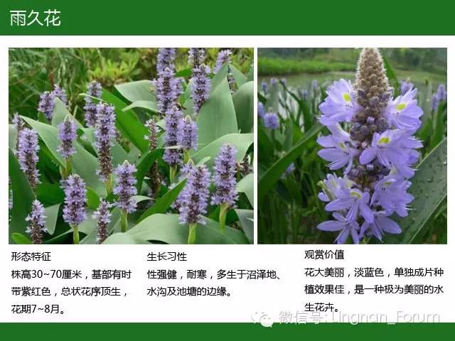 水生植物类集锦挺水植物类