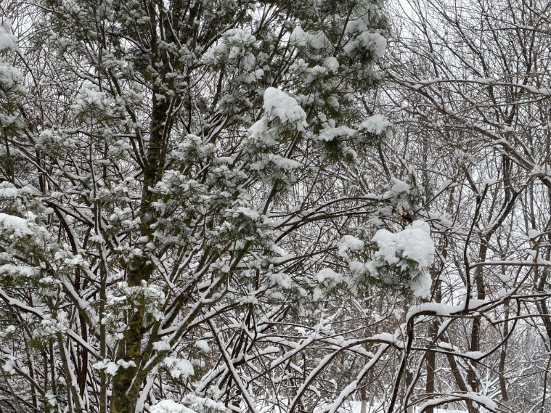 雪壓樹枝