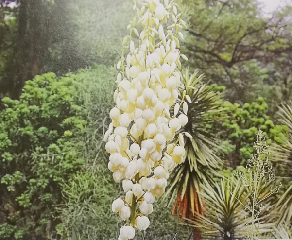 游览国家植物园—193.认识植物:丝兰