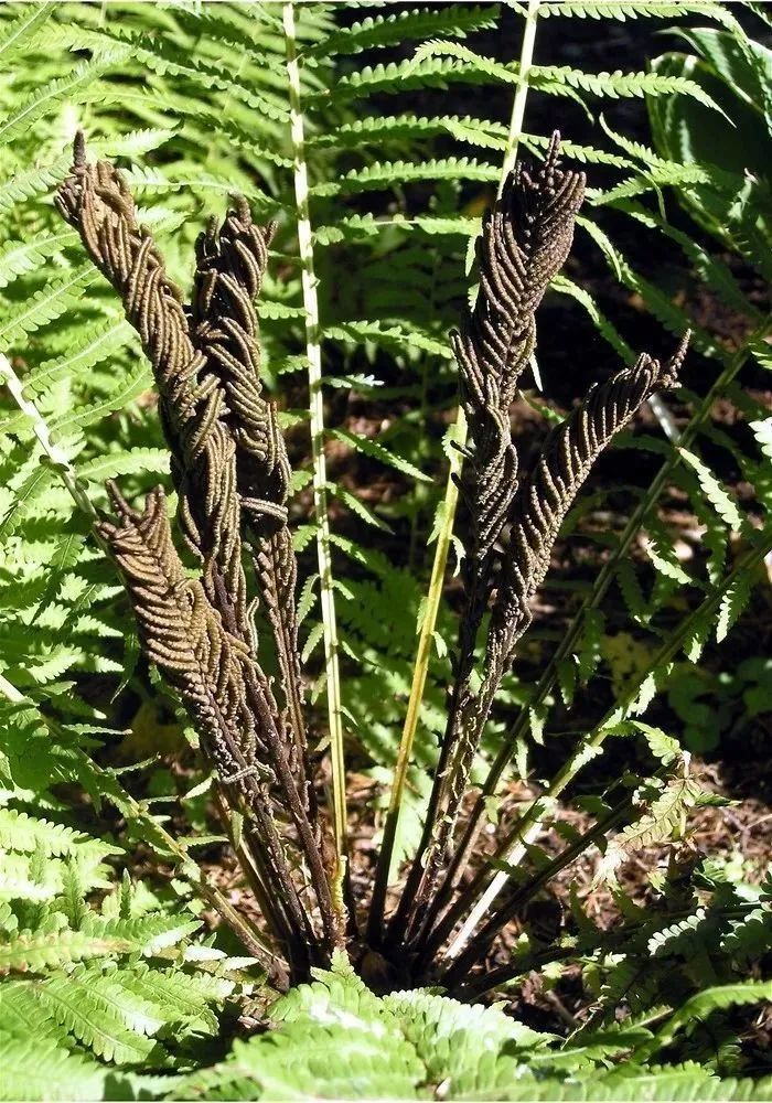 野生可食植物:4.荚果蕨