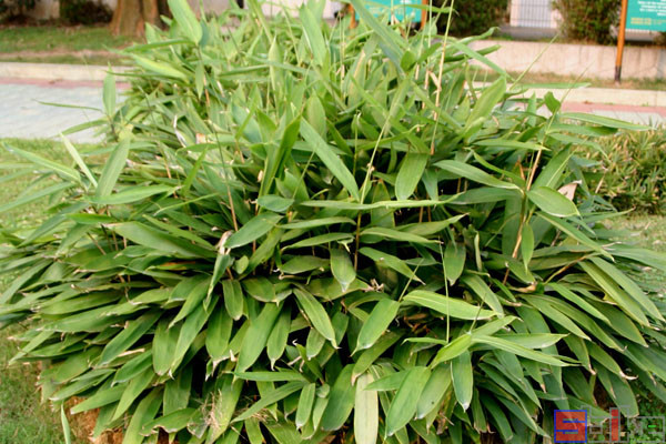 阔叶箬竹 - 关注森林