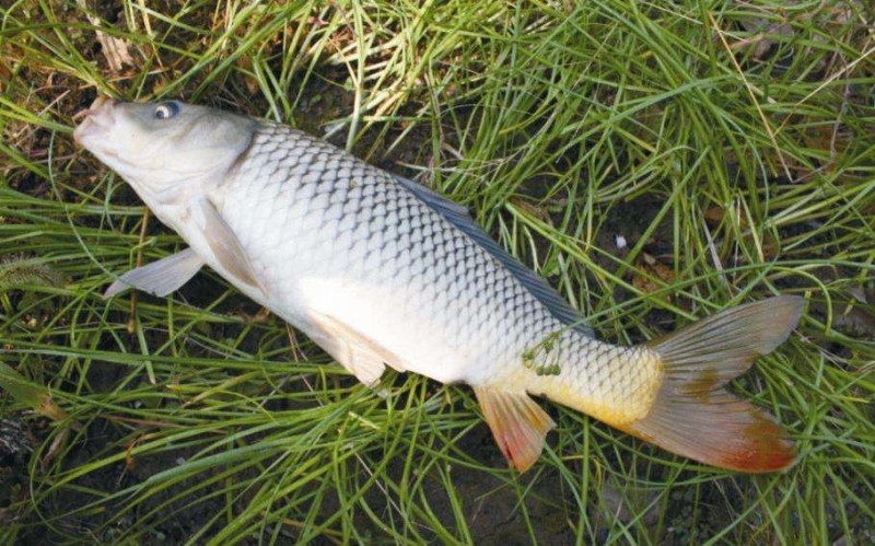 沙家浜溼地水中生命鯉魚