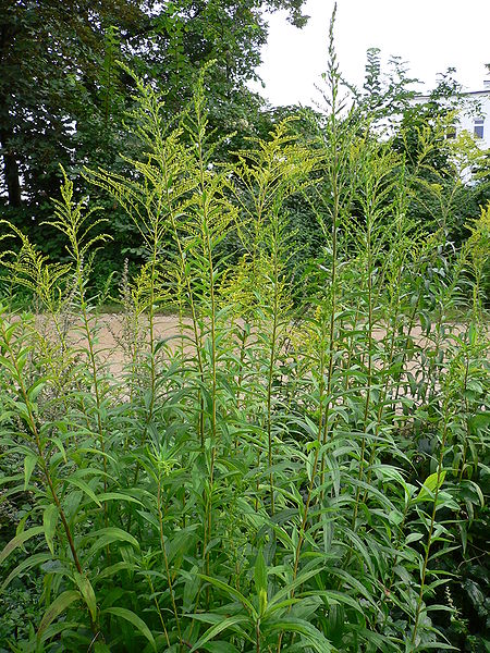 湖南一枝黃花入侵華南植物基因庫炎陵正全力清剿