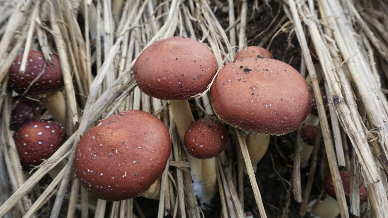今天收获的黑菇已经达到200斤,大家都十分喜悦的谈论着蘑菇的丰收