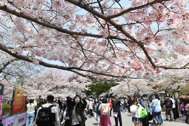 2021青岛中山公园樱花图片