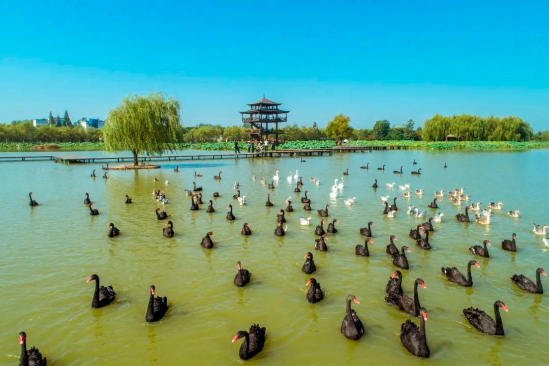 双龙湖观鸟园图片