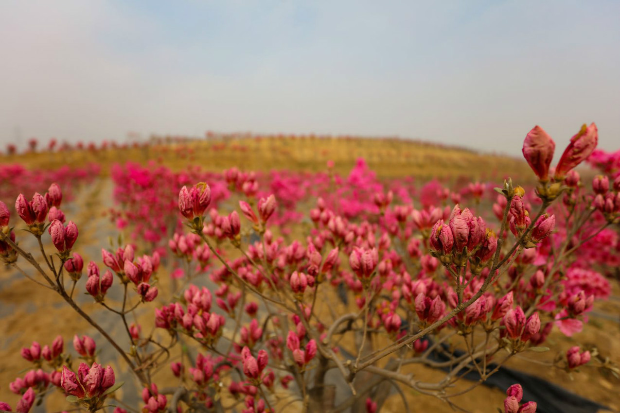 日照北方杜鵑園以花為媒著力打造 杜鵑花 主題園區