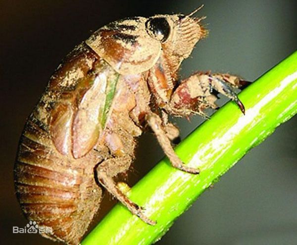 莱西市明确规定蝎子知了猴金蝉的若虫阶段又名爬猴爬蚱蚂蚱属野生动物