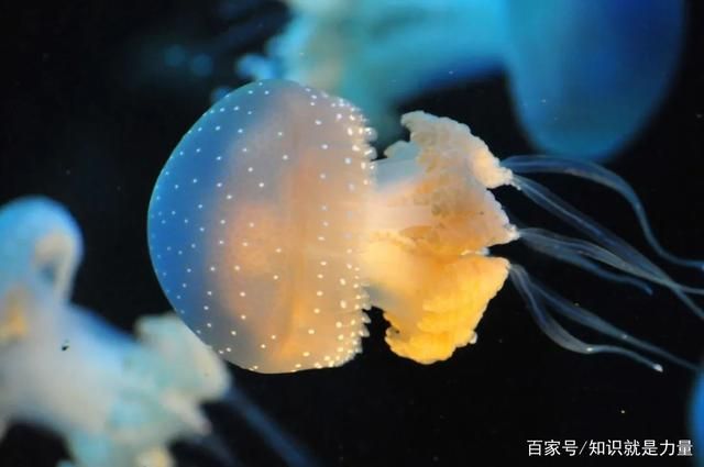 中国最大的水母图片