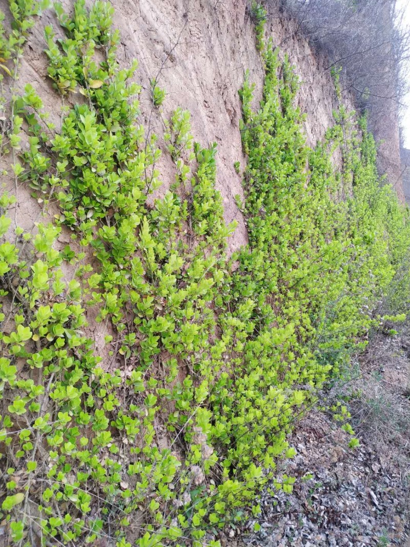 陕西宝鸡千阳县: 护坡绿化的优势树种
