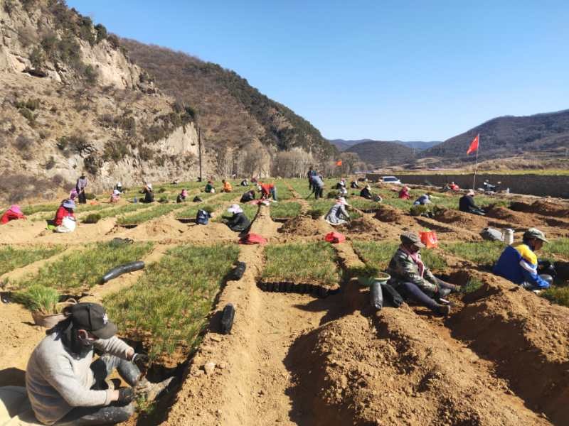 山西省吕梁林局上庄国家油松良种基地建设工作有序推进