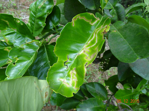 潜叶蛾危害柚树叶叶甲危害柚树叶深入太常乡黔中郡村普查怀化市森保站