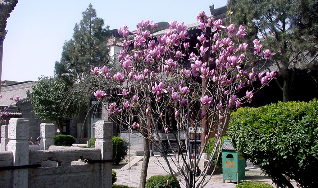 園林觀賞植物,玉蘭原產我國中部各省,現北京及黃河流域以南均有栽培.