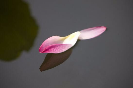 心境坦然生命淡然