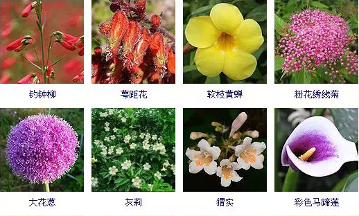 400多种常见花卉图谱